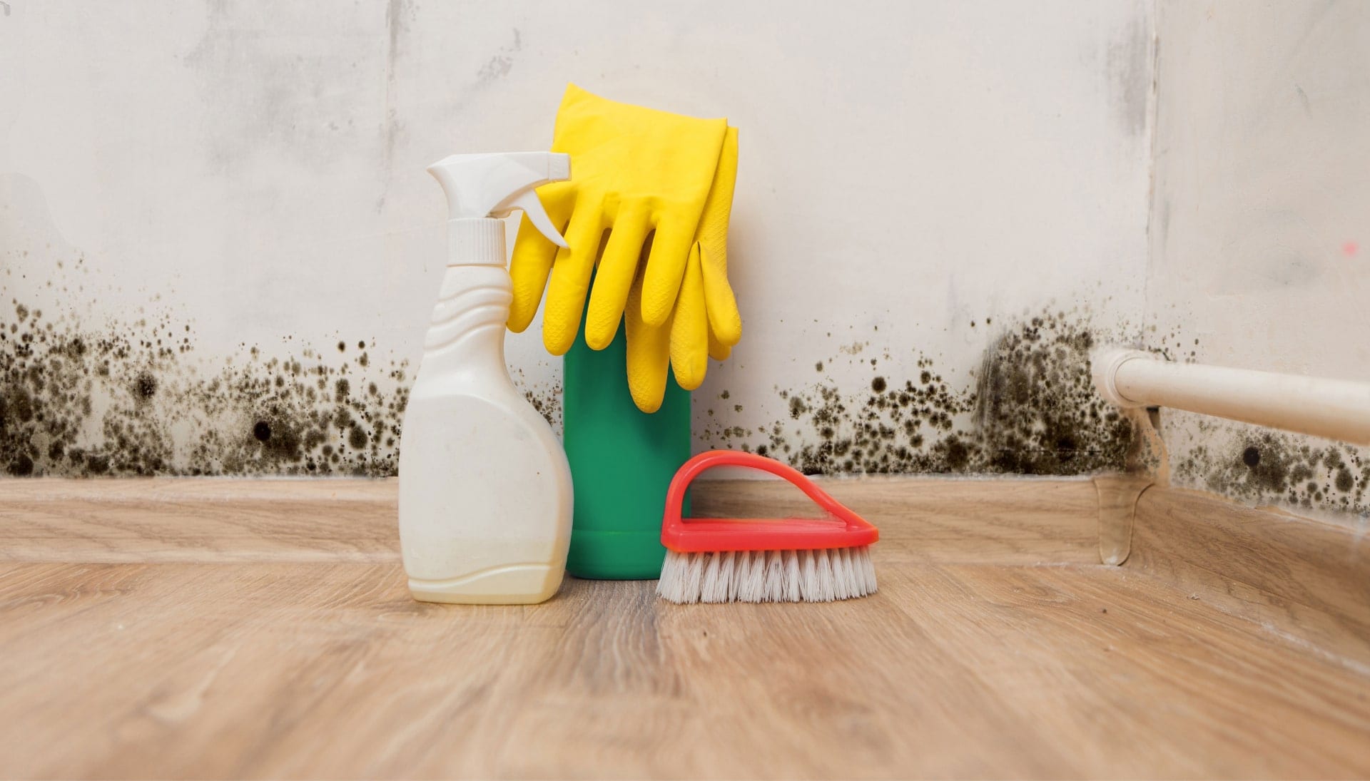 Know About Mold Removal In Torrance
